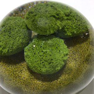 Moss Study Paperweight by Stankard Studio